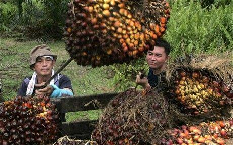 全國菜籽最新價格網(wǎng)，洞悉市場動態(tài)，引領行業(yè)趨勢風向標