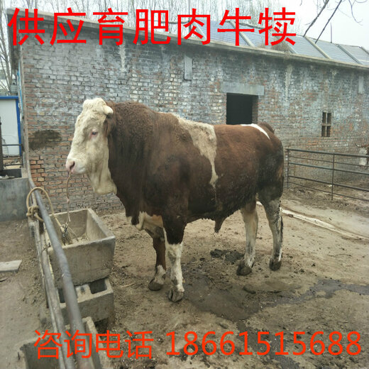 最新肉牛市場(chǎng)價(jià)格及分析概況